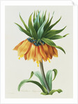 Fritillaire Imperiale by Pierre Joseph Redoute