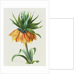 Fritillaire Imperiale by Pierre Joseph Redoute