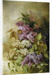 A Study of Lilac by Claude Massmann