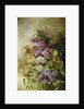 A Study of Lilac by Claude Massmann