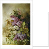 A Study of Lilac by Claude Massmann