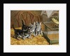 Captivated by Frank Paton