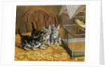 Captivated by Frank Paton