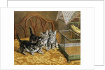 Captivated by Frank Paton