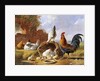 Spring Chickens by Albertus Verhoesen