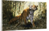 A Tiger with a Peacock by Wilhelm Kuhnert