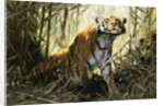 A Tiger with a Peacock by Wilhelm Kuhnert