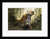 A Tiger with a Peacock by Wilhelm Kuhnert
