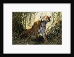 A Tiger with a Peacock by Wilhelm Kuhnert