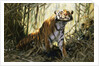A Tiger with a Peacock by Wilhelm Kuhnert
