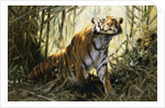 A Tiger with a Peacock by Wilhelm Kuhnert
