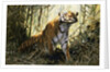 A Tiger with a Peacock by Wilhelm Kuhnert