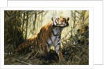 A Tiger with a Peacock by Wilhelm Kuhnert