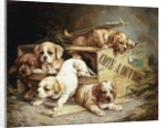 Tumbling Retriever Puppies by Frederico Olaria