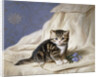 Forget-Me-Not by Horatio Henri Couldery
