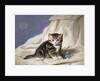 Forget-Me-Not by Horatio Henri Couldery
