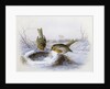 Last Year's Nest by Harry Bright