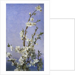 Blossom by Sophie Anderson