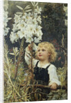 Lilies by Frederick Morgan