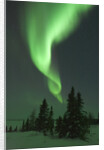 Aurora Borealis in Canada's Wapusk National Park by Anonymous
