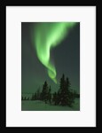 Aurora Borealis in Canada's Wapusk National Park by Anonymous