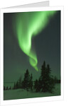 Aurora Borealis in Canada's Wapusk National Park by Anonymous