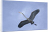 Great Blue Heron in Flight by Anonymous