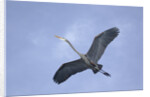 Great Blue Heron in Flight by Anonymous