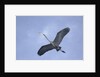Great Blue Heron in Flight by Anonymous