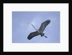 Great Blue Heron in Flight by Anonymous