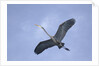 Great Blue Heron in Flight by Anonymous
