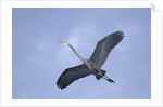 Great Blue Heron in Flight by Anonymous