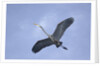 Great Blue Heron in Flight by Anonymous