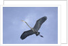 Great Blue Heron in Flight by Anonymous