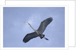 Great Blue Heron in Flight by Anonymous