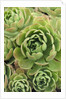 Aeonium Glandulosum by Anonymous