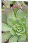 Aeonium Decorum 'Variegatum' by Anonymous