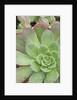 Aeonium Decorum 'Variegatum' by Anonymous