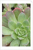 Aeonium Decorum 'Variegatum' by Anonymous