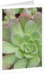 Aeonium Decorum 'Variegatum' by Anonymous