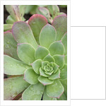 Aeonium Decorum 'Variegatum' by Anonymous