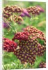 Achillea 'The Beacon' by Anonymous