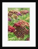 Achillea 'The Beacon' by Anonymous