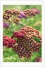 Achillea 'The Beacon' by Anonymous