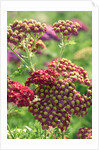 Achillea 'The Beacon' by Anonymous