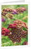 Achillea 'The Beacon' by Anonymous