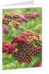 Achillea 'The Beacon' by Anonymous