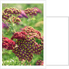 Achillea 'The Beacon' by Anonymous