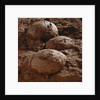 Dinosaur Eggs by Anonymous