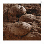 Dinosaur Eggs by Anonymous